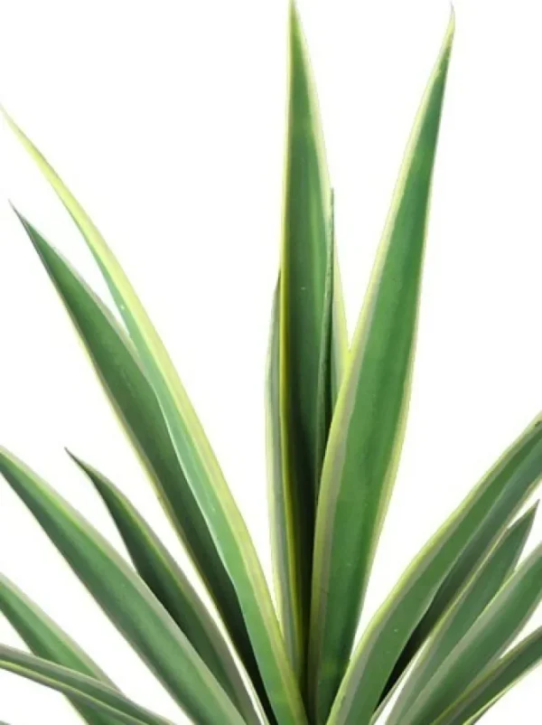 Yucca 27 in. Variegated Green